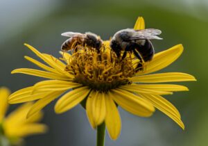 Monarchs may be doing better than thought, study suggests