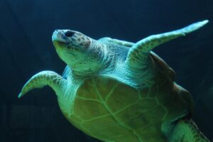 Enormous tortise sets world record for largest freshwater