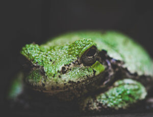 Photos show frog thriving in protected area