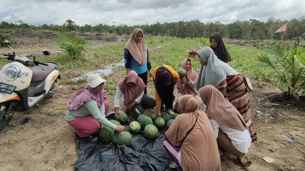 Panen Kedua, PKK Airgegas Jual 8 Ton Semangka