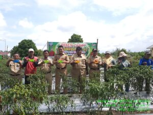 Lahan Ketahanan Pangan Pulaubesar Kembali Panen, Ini Kata Camat