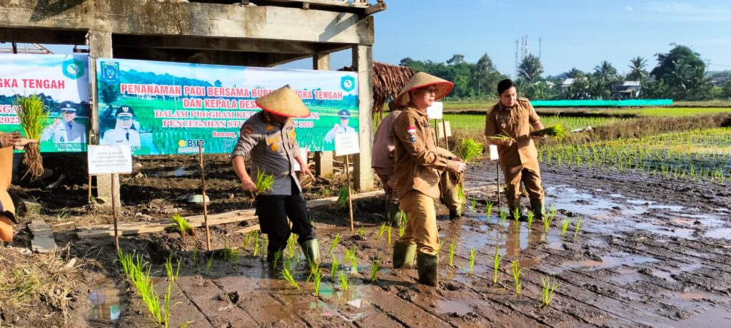 Bupati Bateng Lakukan Penanaman Padi dan Bagikan Beras di Desa Namang