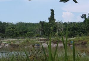 Aktivitas Tambang Ilegal di DAS Jelutung – Cambai Berhenti, Terpantau Kosong