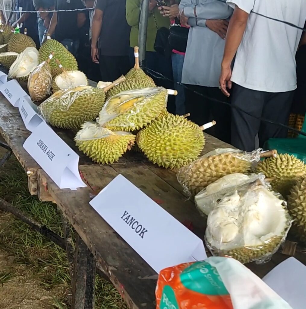 Kontes Durian Air Mesu Dimulai, Yancok Hingga 3B Ikuti Kontes Ini