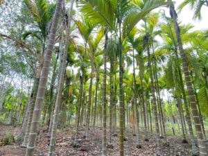 Petani Keluhkan Harga Pinang Anjlok Parah, dari Rp20 Ribu Jadi Rp3 Ribu