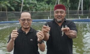 Panen Perdana BLA Desa Terentang III Hasilkan 700kg Udang Vaname, Ini Kata Algafry!
