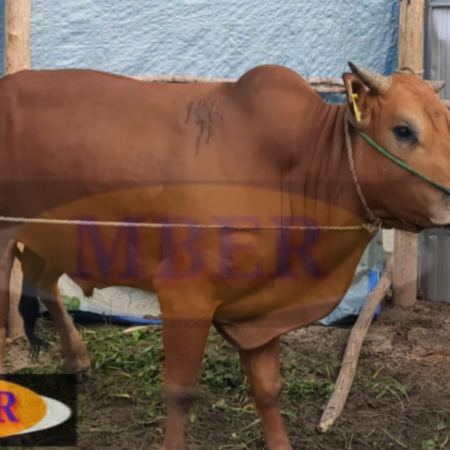 Erzaldi Rosman Serahkan Sapi Kurban Seberat 700 Kilogram 