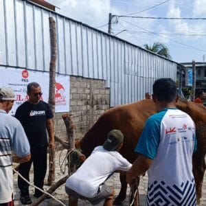 2 Sapi dan 1 Kambing Dikurbankan, DPC PKS Bangka Tengah Bagikan 1000 Paket ke Warga 