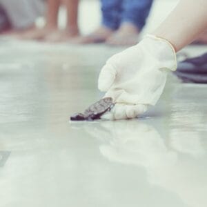 PT TIMAH Tbk Bersama Grup MIND ID dan BKSDA Sumsel Lepasliarkan Tukik Penyu Sisik di Belitung