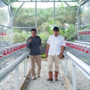 PT Timah Beri Bantuan Budidaya Ayam Petelur Bangka Barat