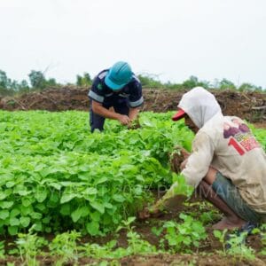 Farm Estate Tanjung Ular PT Timah, Manfaatkan Lahan Untuk Dukung Asta Cita