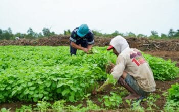 IMG-20250120-WA0058 IMG-20250120-WA0058