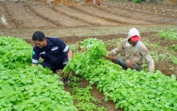 IMG-20250120-WA0059 IMG-20250120-WA0059