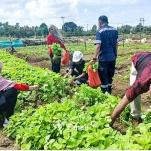 Farm Estate Tanjung Ular PT Timah Ciptakan Lapangan Pekerjaan Masyarakat Sekitar