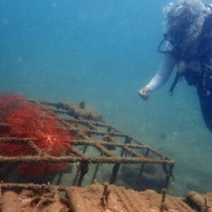 Sejak 2020, PT Timah Tenggelamkan Ribuan Artificial Reef 