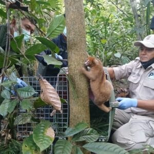 Kolaborasi untuk Konservasi, PT Timah Dukung Pelepasliaran Satwa Endemik di Hari Primata