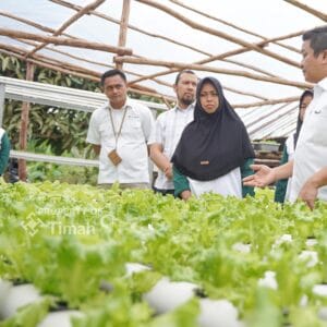 Dorong Pemberdayaan Ekonomi Lokal, PT Timah Gerakkan Program Hidroponik Bagi Kelompok Perempuan Desa Sawang Laut