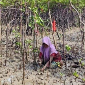 Jaga Ekosistem Pesisir, PT Timah Tbk Tanam 12 Ribu Bibit Mangrove di Kundur
