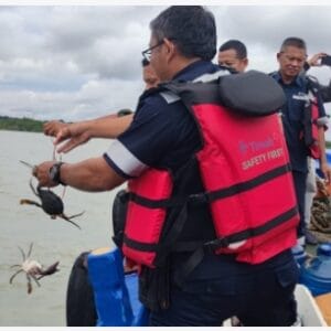 PT Timah Tbk Tebar 300 Bibit Kepiting Bakau di Pantai Kundur