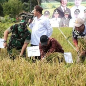 Panen Raya Padi dan Tradisi Murok Jerami Desa Namang
