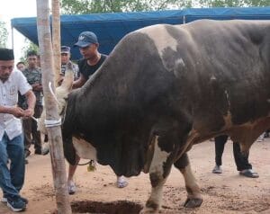 ‎Sapi Kurban 946 kg dari Presiden Prabowo untuk Warga Pangkal Raya  ‎