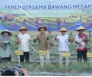‎Bupati Bateng dan BI Babel Panen Raya Bawang Merah di Lubuk Pabrik