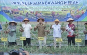 ‎Bupati Bateng dan BI Babel Panen Raya Bawang Merah di Lubuk Pabrik