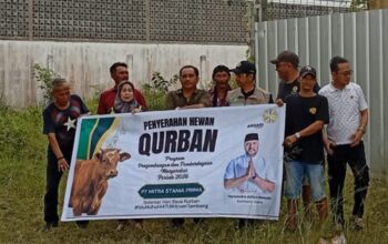 Arsari Tambang Group Salurkan 49 Ekor Sapi Kurban