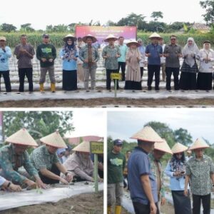 ‎DPKP Bangka Tengah Gencarkan Tanam Cabai dan Bawang  ‎