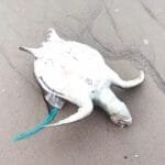 Penyu Mati Ditemukan di Pinggir Pantai Desa Penyak, Penyebab Belum Diketahui